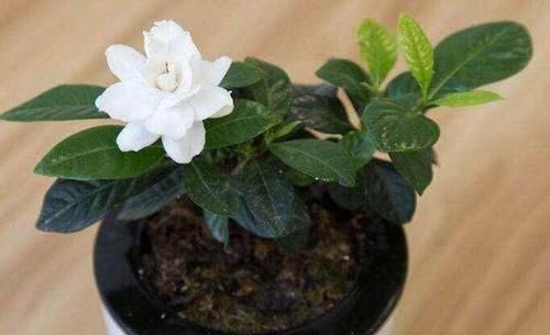  『换土』新买来的栀子花，怎么换盆换土，有技巧！
