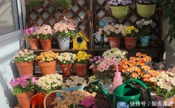  [便宜货]几种便宜货，5块钱买一盆，养在家爆炸式的开花，阳台变花海