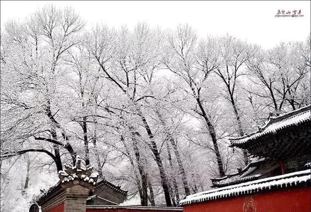 五台山的雪，简直是人间一绝！