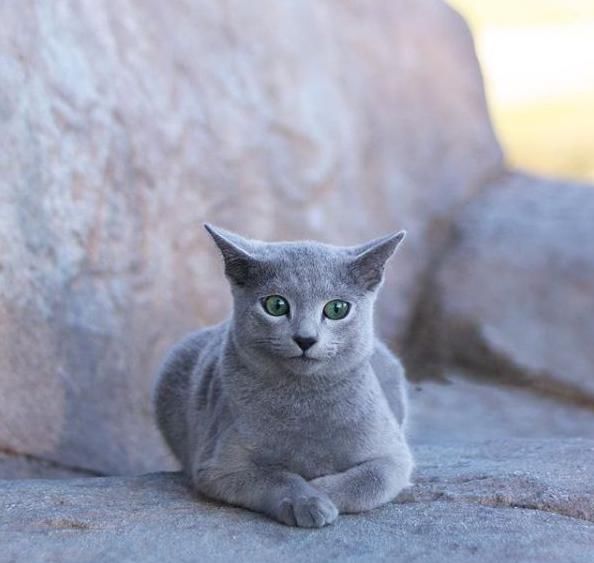  「有趣」超有趣的“变脸猫大赛”，猫看后自己都笑了……
