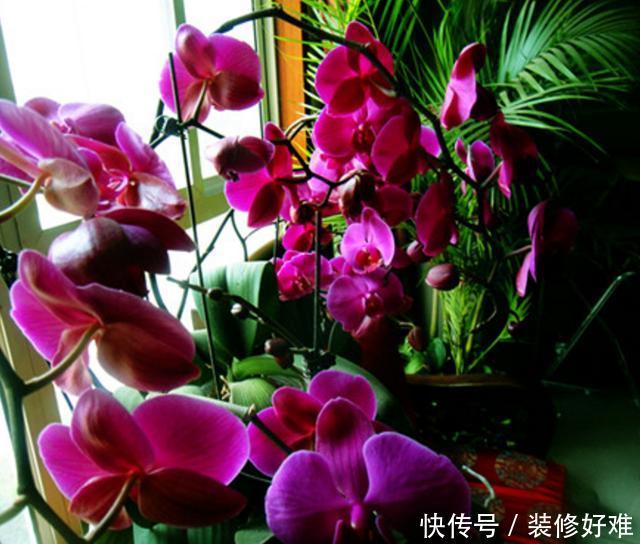 蝴蝶兰怎么长多个花剑 t01d7ae1972cf908913.jpg