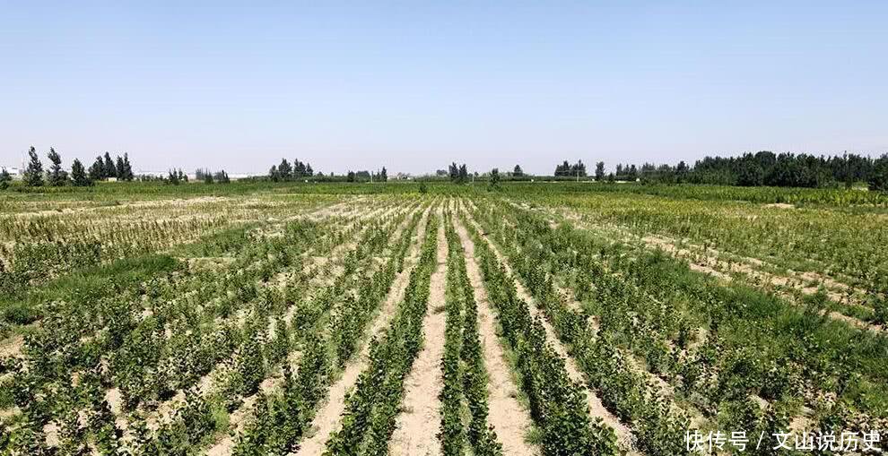  唯一：世界上唯一沙漠变绿洲的地方, 中国人再次向世界证明“奇
