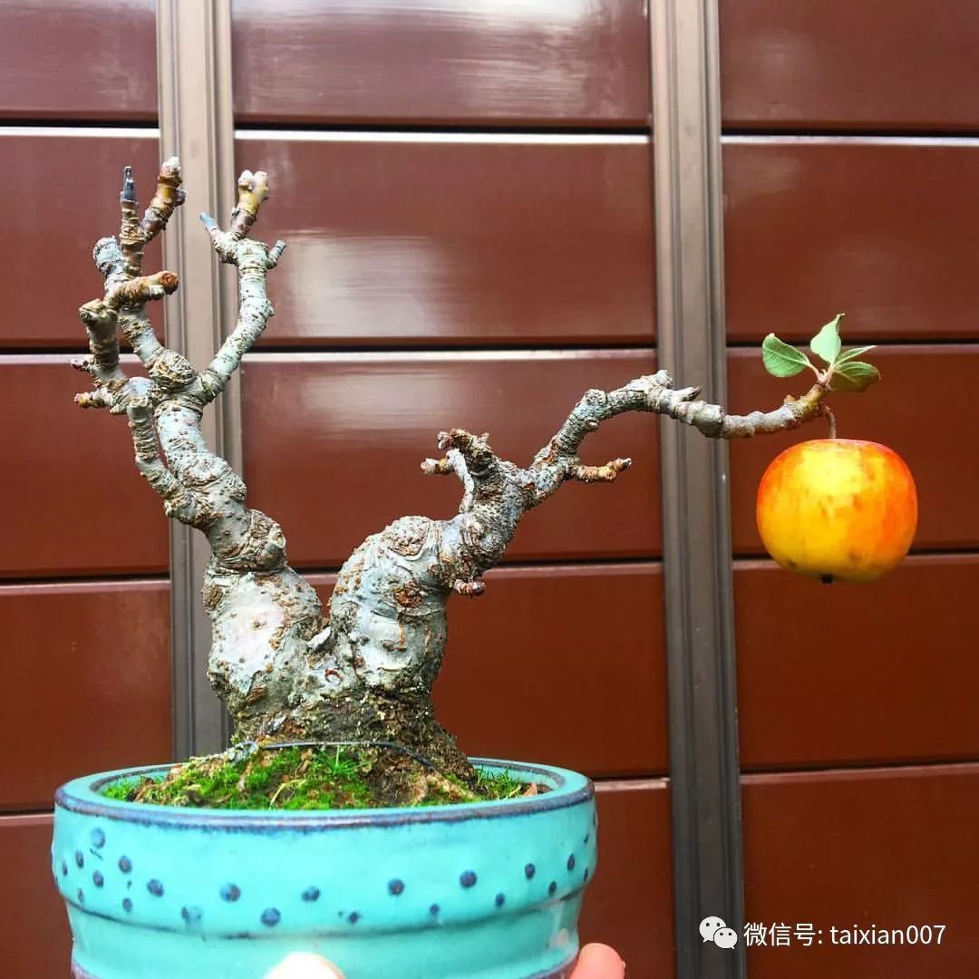 微盆景:把玩古朴的雅趣