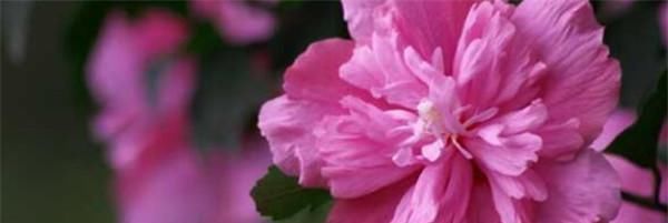  『能行』小木槿怎么养,才能开花茂盛呢?其实用这些方法就能行