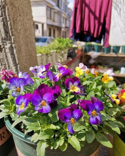 「花园」养花不如养这几款花,花朵稠密,一言不合就爆盆,阳台变浪漫花园