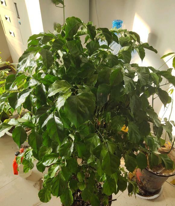 「水里」生活中的小药片,碾碎了丢在水里,用药片水浇花,不黄叶不烂根