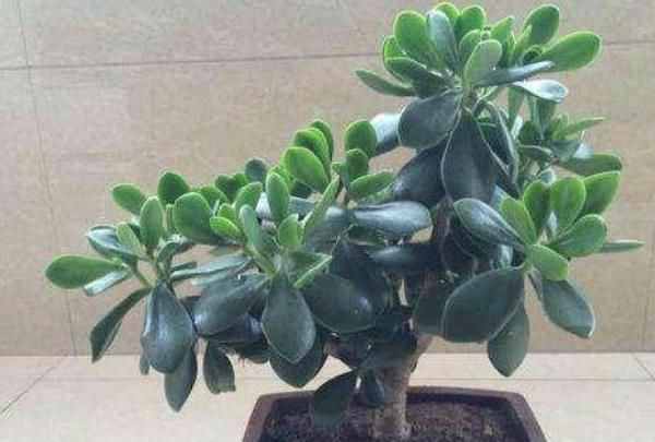  新房：这“4种”植物，除甲醛净化空气，新房养上一盆，居住更安心！