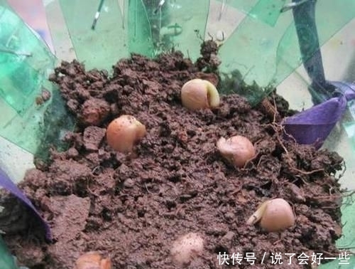 #种子#发财树能开花,还能结“果子”,果子像柠檬,能见到真“幸运”
