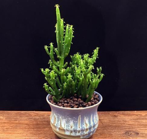 「植物」这3种大戟科的多肉植物有毒,养护的时候,须留心
