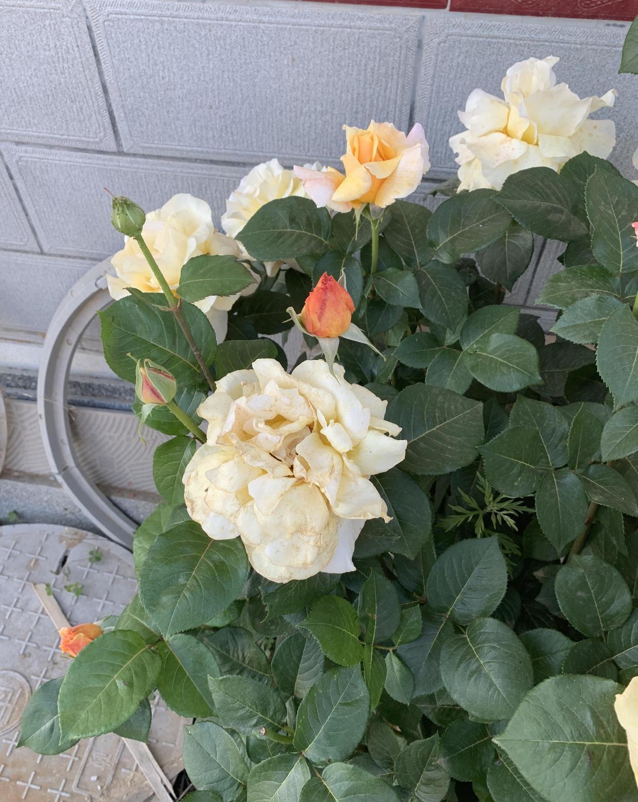 『墙角』月季花真好养,种在墙角不用管,到了夏天自己开,一下开出18朵