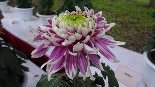  「绿裳」喜欢菊花，就养盆“十大名菊”红衣绿裳，淡雅秀丽，清新之美！
