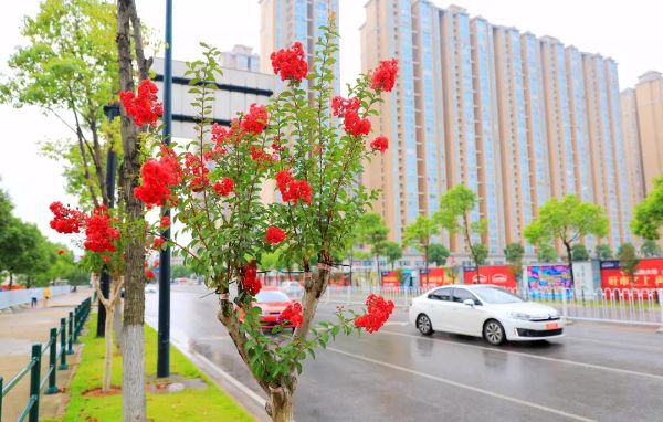 336株紫薇美丽绽放 花期将持续到9月下旬