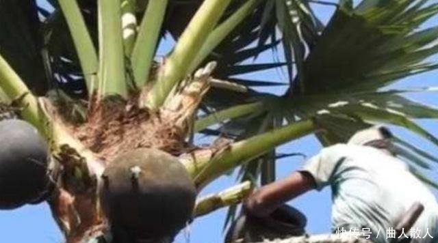 非洲有种树能“产奶”，喝奶比喝水容易，游客知道非洲人为啥懒