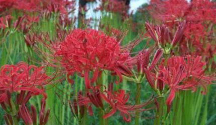  #仿若#这植物叫蟑螂花？其实人家本名叫这个，一绽开仿若盛大烟火！