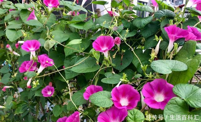 「光照」阳台光照好?养“3种花”,长成窗帘爬上墙,开花一片片,太美了