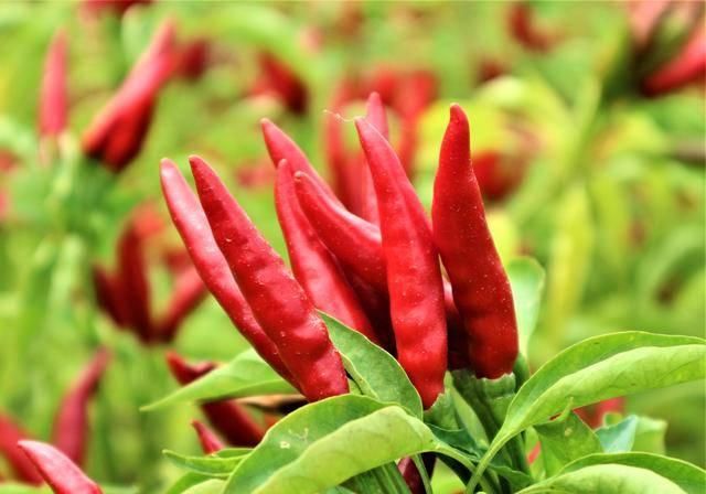  辣椒：农民种植一种辣椒，投入成本小，10亩收入80000元