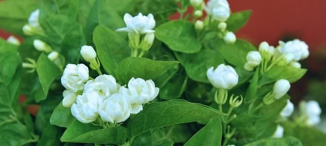  『光照』养茉莉花，要做好这“3要素”，才能枝繁叶茂，满树花苞