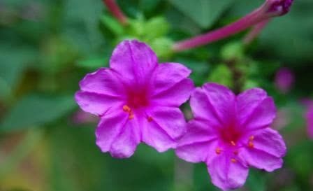  【晚上】夜来香什么时候开花？为什么夜来香到晚上才飘香？