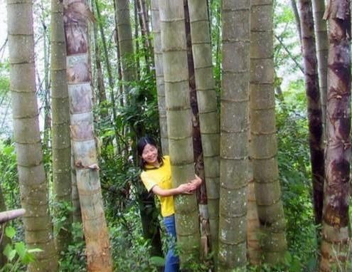  我国：世界最大的竹子，高度超10层楼，就在我国，你能相信它是