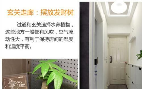  [面适合摆放]如何让家里更加的清新？4个地方摆放绿植，给你带来不一样的感觉