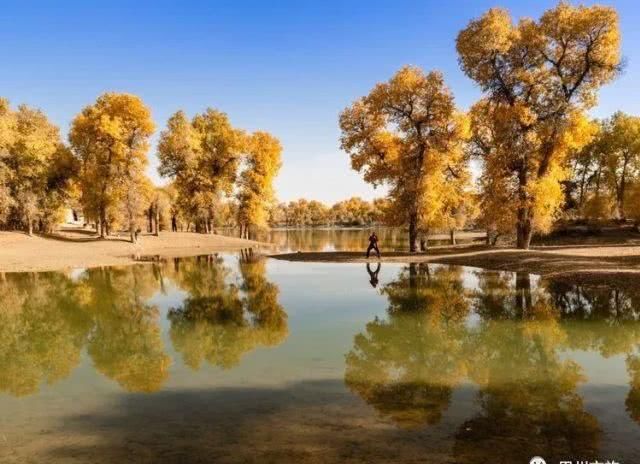 大美新疆，上眼胡杨