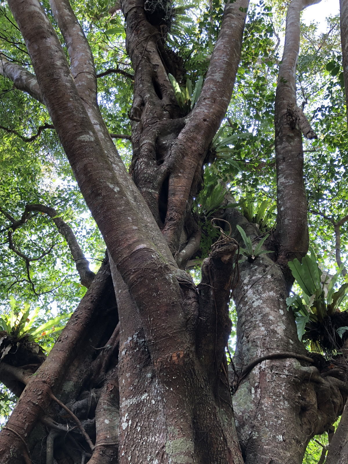 海南岛五指山区热带雨林“空中花篮”