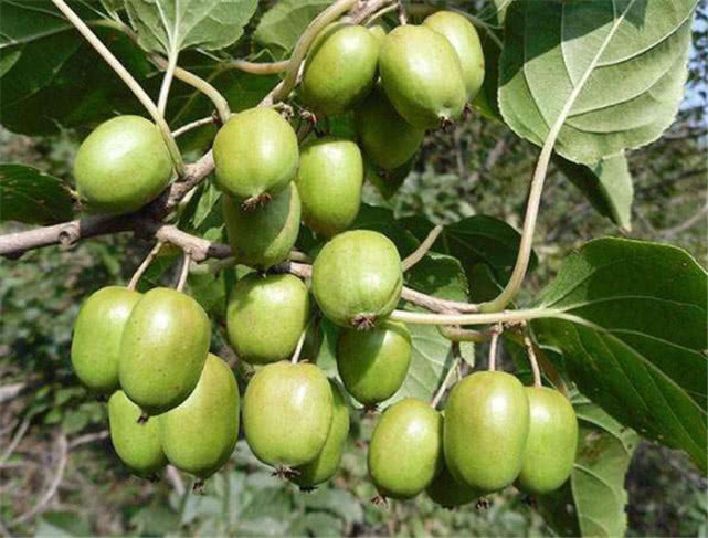 别再养鸡鸭了！此树比黄金还珍贵，插土就活，种几棵卡车都拉不完