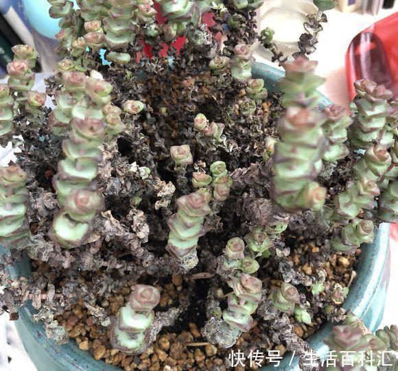 砍头:钱串快速爆盆法,经常“砍头”,节点“一生二”,60天迅速爆盆