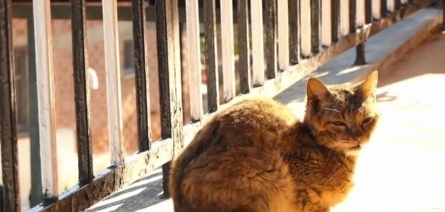 奶奶:瘦弱老猫流浪多年,因一碗剩饭而“隐居”村庄,每天凌晨叫醒奶奶