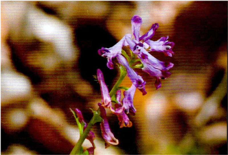 「毒门」植物界三大毒门世家