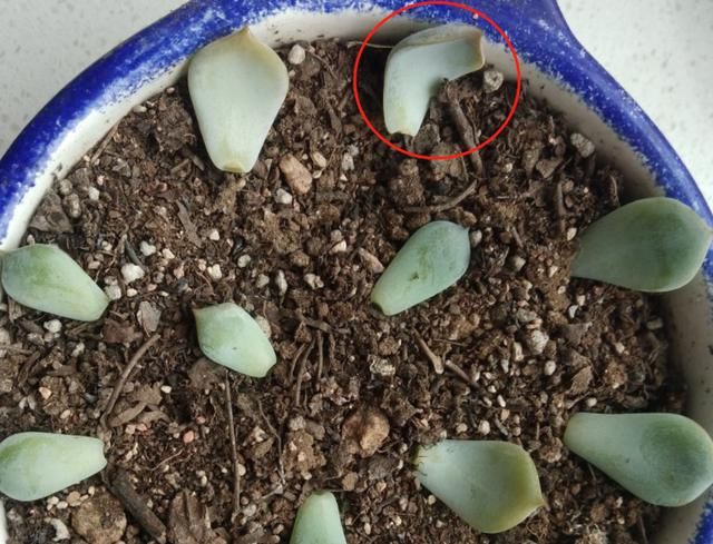  【成活率】多肉叶插时，换个姿势，成活率大大提高！