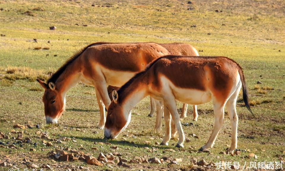 雅鲁藏布江源头的这片五彩沙漠，凄美、奇幻！