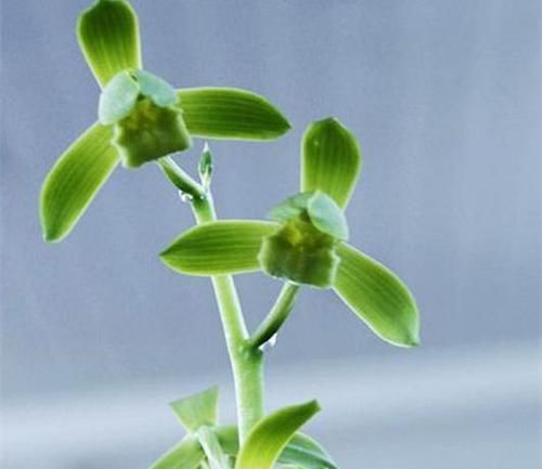  『蕙兰国荷』此花以独特的花色赢得花迷们的青睐，花量巨多，花香四溢，易养活