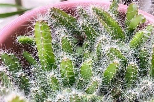  「增加光照」这水果太贵了，吃完留下核，还能种盆栽！