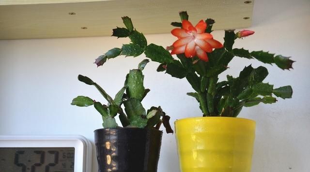  「病害造成」如何解读植物的“语言”，这些症状就是在传达它健康与否