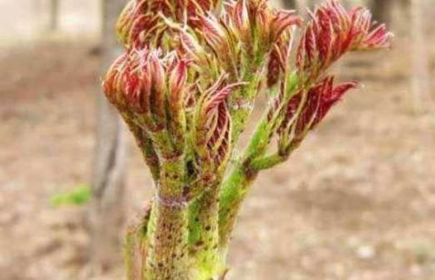 农村一种野菜 被称为山野菜之王 城里人没见过