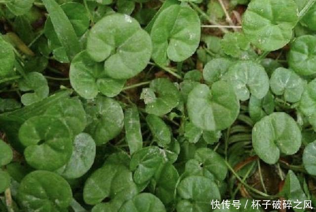  「盆栽」河边，若是遇到1种“马蹄金”，请别当杂草，植株珍贵，能当盆栽