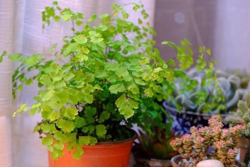  植物：客厅养这“4种植物”，既好看又好养，净化空气保健康，四季常青