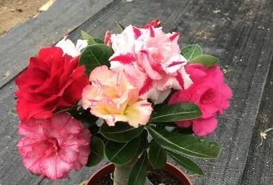 #不喜#“3种花”不喜水,一碰水“又枯又黄”,往太阳下一摆,盆盆花爆