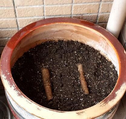  『果子』家庭怎么种盆栽葡萄？注意“4点”，果子结的超多，一串串挂满了