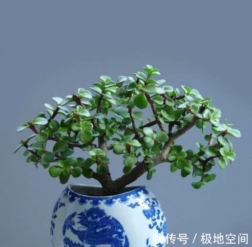  观赏价值@金钱树、富贵竹，都不如这4种花，招财纳福又镇宅，越养越值钱！
