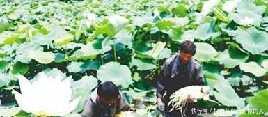 农村老汉种藕不卖藕，照样年入20万，养鸡户羡慕不已
