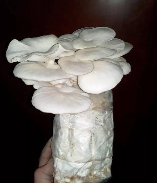  [家里]家里阳光差，试着养盆它，不但长的快还能吃！