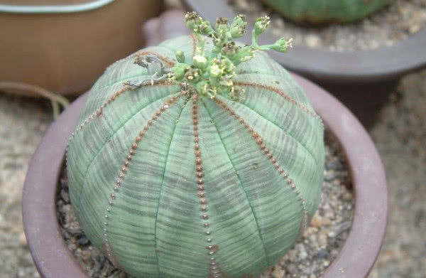  [养护的过程]植株就像布缝成的包裹，造型独特，养护一盆布纹球，植株神奇美观