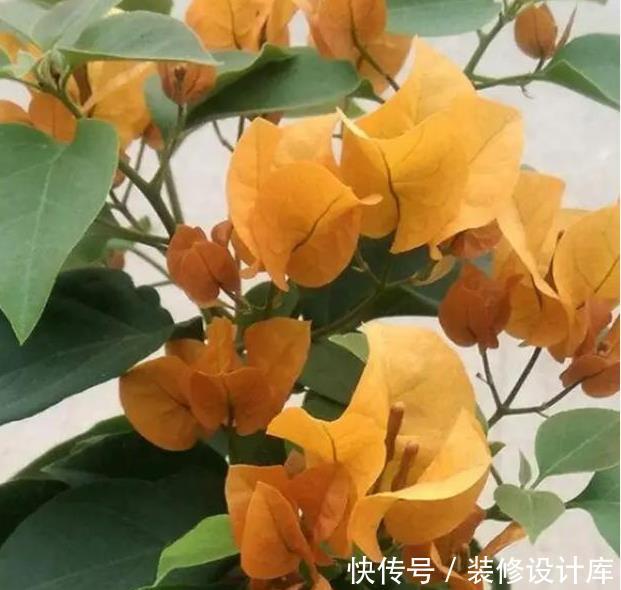  [油绿]4种不怕晒的花草，越晒花开越旺，叶油绿，开花旺，清凉一夏