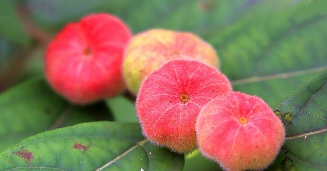  野果@农村遇见此野果，请珍惜，如今价值很高，80元一斤