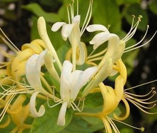  『记住』盆栽金银花，好看清香能泡茶，只要记住这5点，一年花开6个月