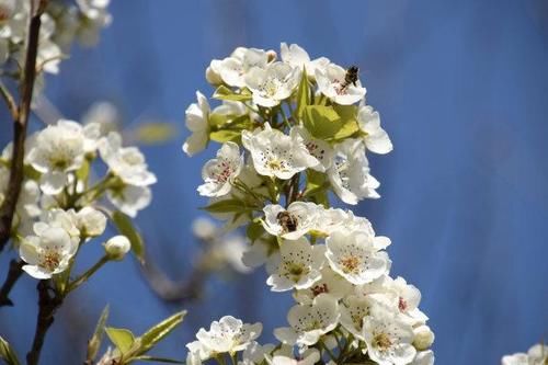  「如同」梨花我国约有2000余年的栽培历史，春季开花，花色洁白，如同雪花