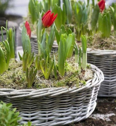 庭院不需太奢华，或一盆花，或一个老物件就能让庭院惬意起来