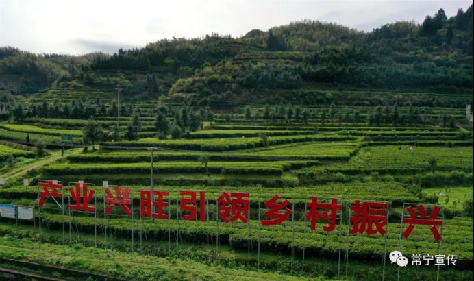  『溢满』常宁：瑶乡春茶采摘忙 茶香溢满致富